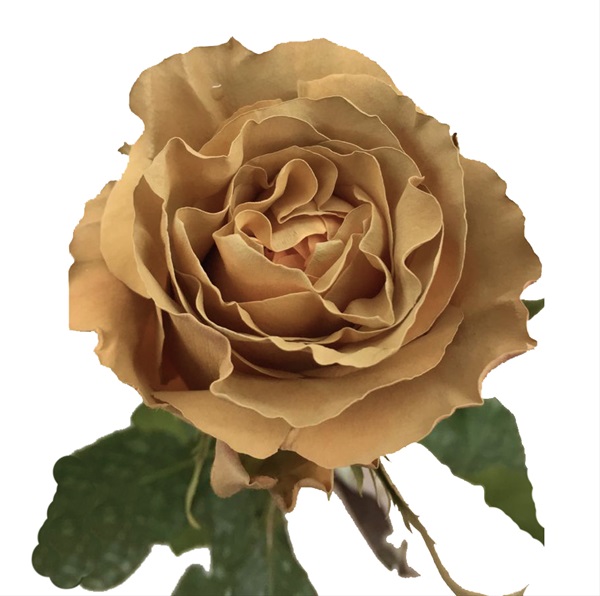 Rose Tinted Macchiato Standard Rose Roses Flowers by category Sierra Flower Finder